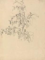 Studie van Bladeren