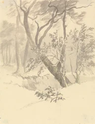 Het Bos