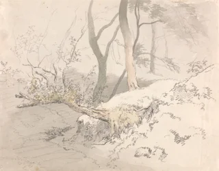 Schaduw in het bos