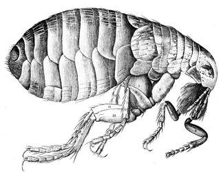 Vlo, vleugelloos bloedzuigend parasitair insect, 1665