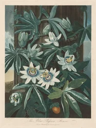 De blauwe passiebloem
