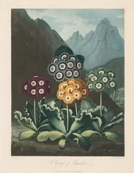 De Tempel van Flora, of Tuin van de Natuur: Een groep aurikels, 1803