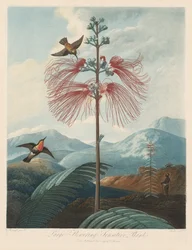 De tempel van Flora, of tuin van de natuur: Grote bloeiende gevoelige plant