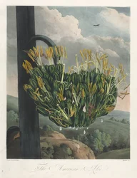 De Tempel van Flora, of Tuin van de Natuur: De Amerikaanse Aloë, 1807