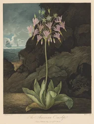 De Tempel van Flora, of Tuin van de Natuur: De Amerikaanse Sleutelbloem