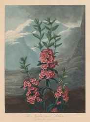 De Tempel van Flora, of Tuin van de Natuur: De Smalbladige Kalmia, Berglaurier