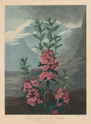 De Tempel van Flora, of de Tuin van de Natuur: De smalbladige Kalmia, Berglaurier, 1804