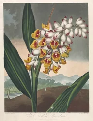 De Tempel van Flora, of Tuin van de Natuur: De Knikkende Renealmia