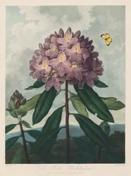 De Tempel van Flora, of Tuin van de Natuur: De Pontische Rhododendron