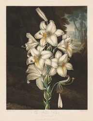 De Tempel van Flora, of Tuin van de Natuur: De Witte Lelie met Bonte Bladeren, 1800