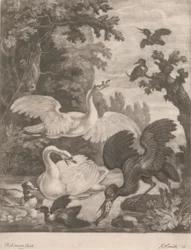 Watervogels