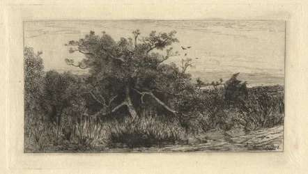 Knoestige boom