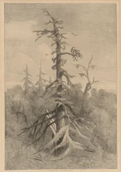 Oude Bomen op Naushon Island