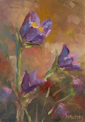 Prairie Krokus