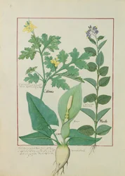 Grote stinkende gouwe of klaproos, Solanum of nachtschade, en aron, illustratie uit The Book of Simple Medicines van Mattheaus Platearius, 113v