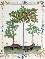 Hazelnootstruik (links) en Kersenboom (midden), Illustratie uit het Boek der Eenvoudige Geneesmiddelen door Mattheaus Platearius