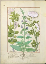 Kamperfoelie, Salie en Roos, illustratie uit Het Boek der Eenvoudige Geneesmiddelen door Mattheaus Platearius 133v