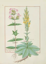 Illustratie uit het Boek der Eenvoudige Geneesmiddelen door Mattheaus Platearius