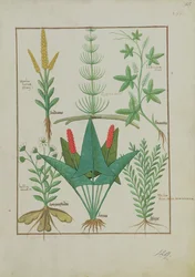 Ms Fr. Fv VI #1 fol.125r Bovenste rij: Maïs, Equisetum en Labruscae flos. Onderste rij: Madeliefje, Jarus en Marjolein, illustratie uit Het Eenvoudige Boek der Geneesmiddelen, door Mattheaus Platearius, ca. 1470