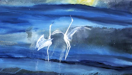 De sierlijke dans van de zilverreiger