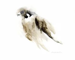 Sierlijke valk in aquarel