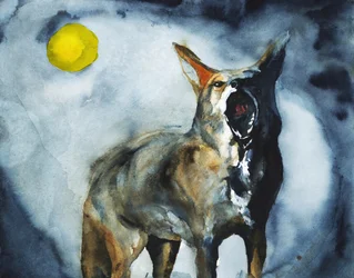 De huilende coyotemaan