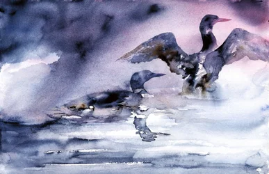 Watervogels bij zonsondergang