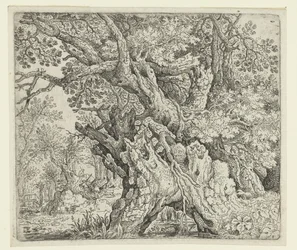 Knoestige bomen