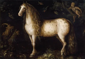 De schimmel