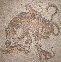 Tijgerin en welpen, 300s
