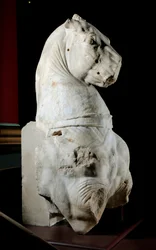 Voorkant van een paard