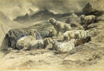 Schapen