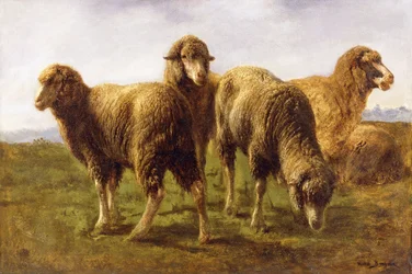Schapen grazen in een weide