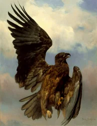 De gewonde adelaar
