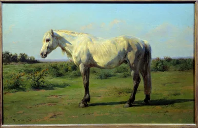 Wit paard in een wei