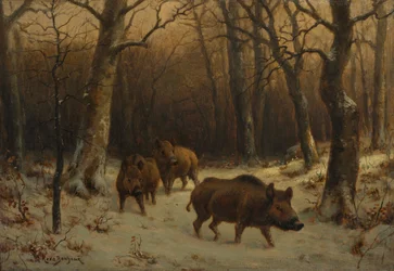 Wilde zwijnen in de sneeuw