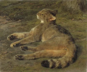 Wilde Kat, 1850