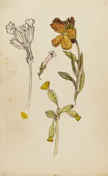Studie van bloemen, muurbloem en sleutelbloem