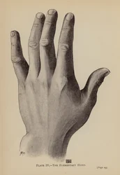 De Elementaire Hand