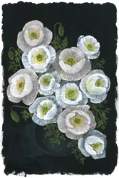 Elegante witte klaprozen