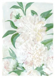 Verse witte pioenrozen