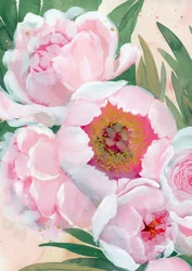 Roze pioenrozen in bloei