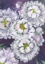 Witte pioenrozen in bloei