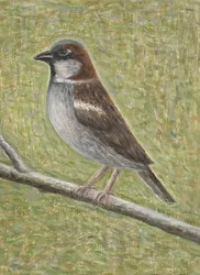 Huismus, 2008