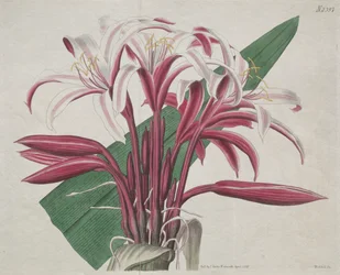 Het Botanische Tijdschrift of Bloementuin Getoond: Statige Crinum