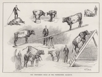 De optredende stieren in het Westminster Aquarium (gravure)