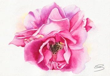 Bloeiende roze roos