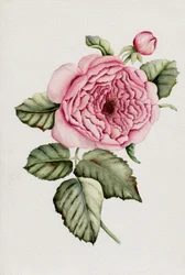 Botanisch roze roos