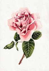 Elegante roze roos in bloei
