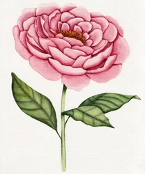 Aquarel: Roze pioenroos